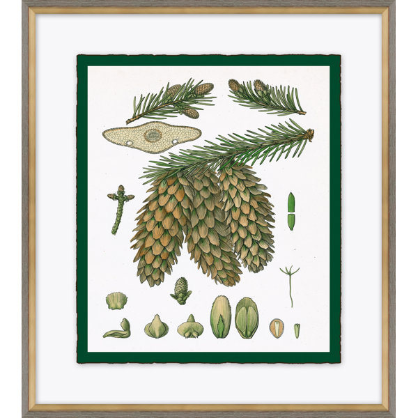 Soicher-Marin Pine Cone Print V by Soicher Marin | Perigold