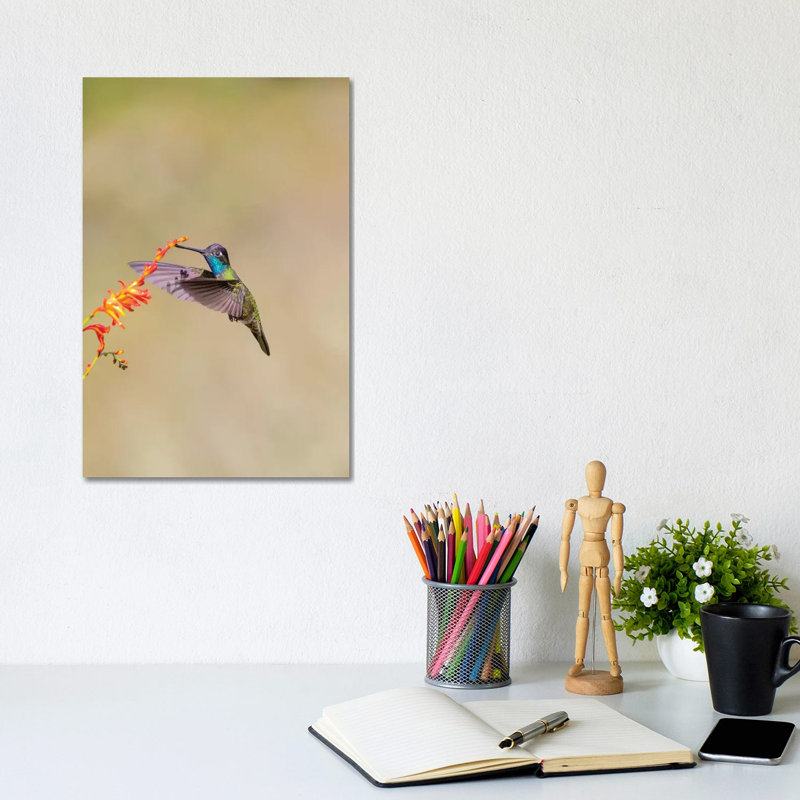 Central America, Costa Rica. Male Talamanca Hummingbird Feeding. by Jaynes Gallery - Wrapped Canvas Gallery-Wrapped Canvas Giclée