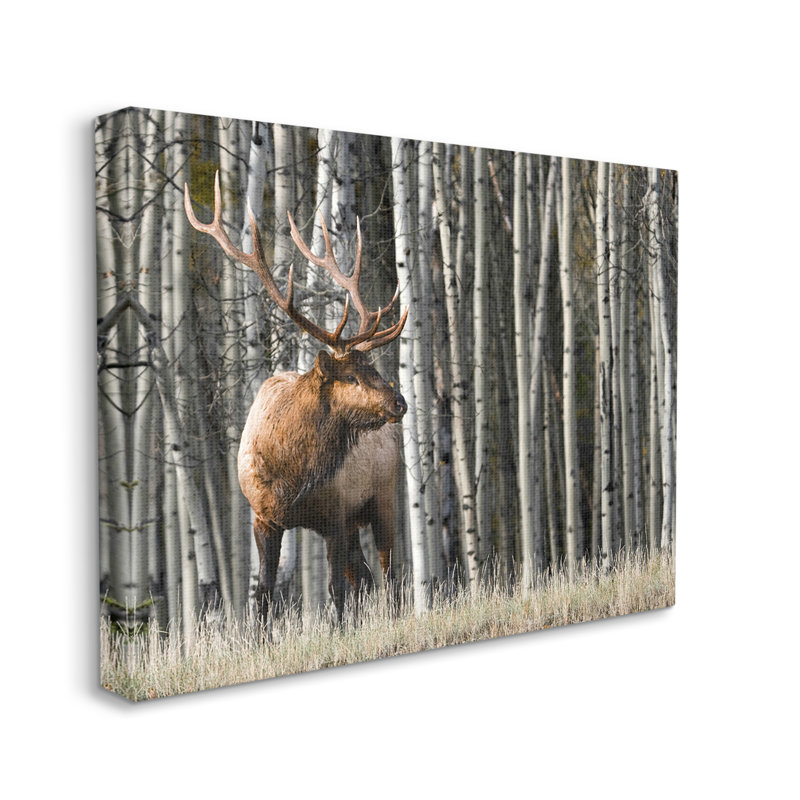 «Elk Looming Out Birch Trees», photographie de forêt animalière surdimensionnée, art numérique sur estampe numérique par Danita Delimont