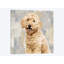 «Poodle», reproduction sur toile-33363041-72394923-72394928