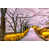 Pink/Yellow