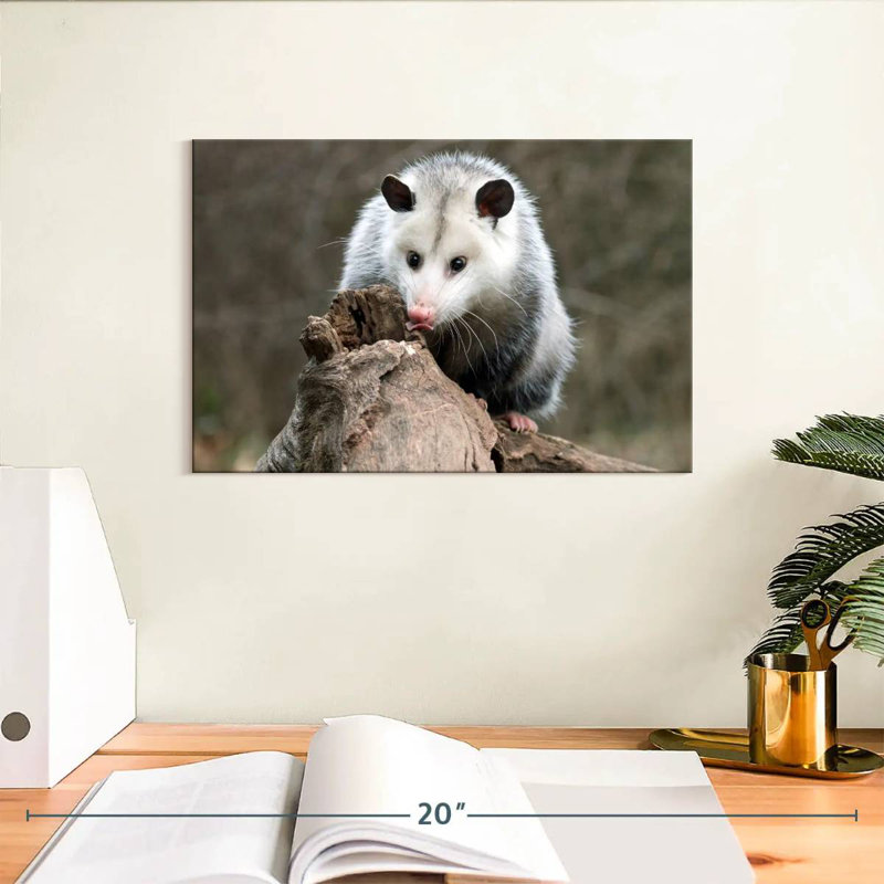 Bramble opossum, H 8 po x l 12 po
