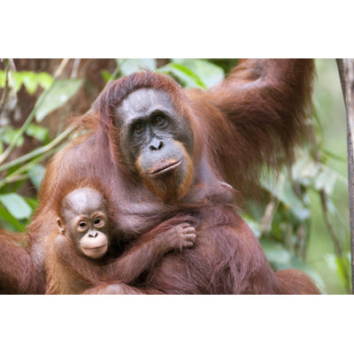 Mother And Son - Wrapped Canvas Print