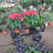 Wagon Cart Garden Cart