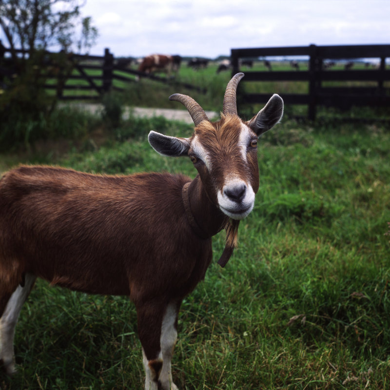 Little Curious Goat by 11049 - Wrapped Canvas Print, 76cm H x 76cm W