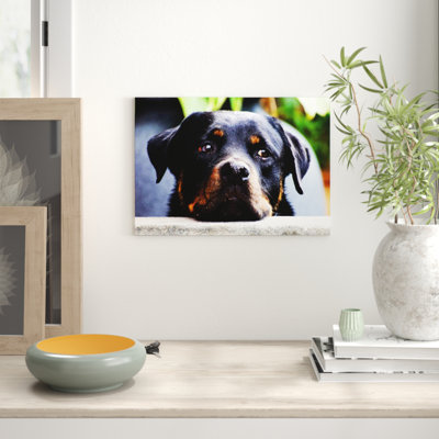 Rottweiler Dog - Frameless Print