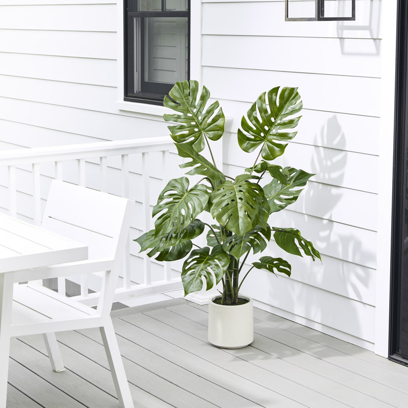 Plante Monstera en pot 4 pi UV, 48 in x 27 in