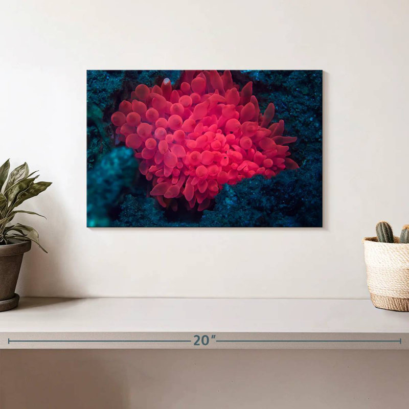 Pink Coral Reef