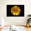 Harnek tournesol sur fond noir-107504438