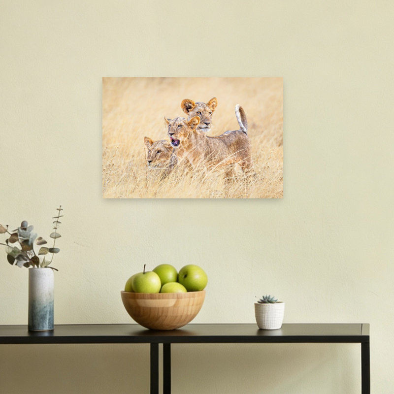 Three Alert Lion Cubs Contemporary Cat Lion Nature Wildlife Wall Art Print by Jeffrey C. Sink - 1 Piece Wrapped Canvas Wall Art