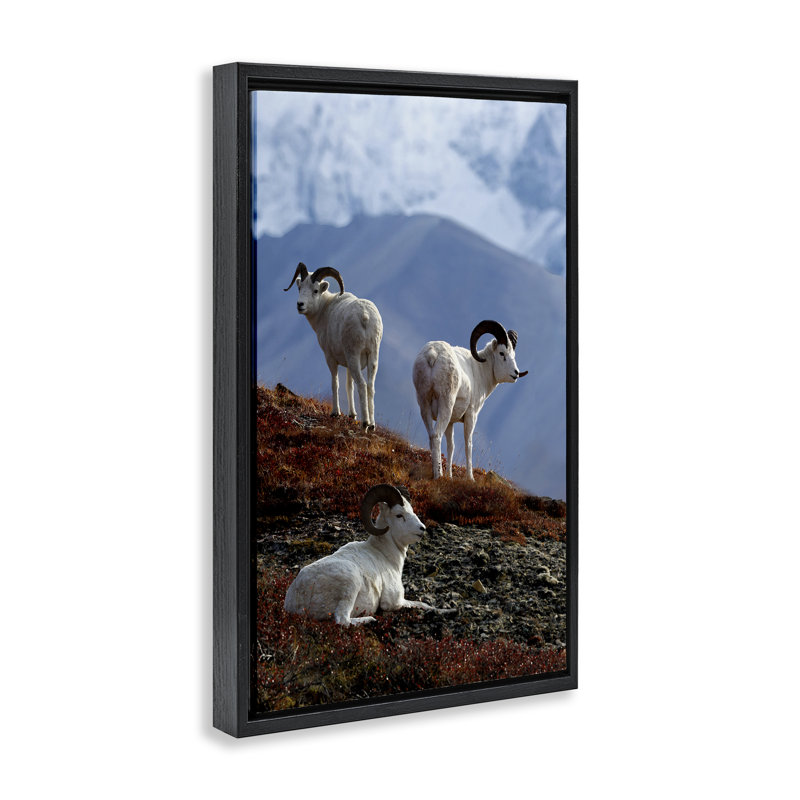 Toile flottante «Dall Sheep on Cliff» par Shane Lamb, H 25 po x l 17 po, Cadre flottant noir de jais