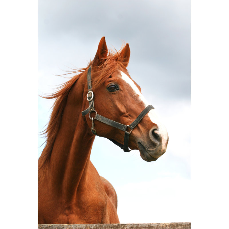 Head Shot Of An Anglo-Arabian Racehorse Against Blue Sky by Acceptfoto - Wrapped Canvas Print, 91cm H x 61cm W x 3.8cm D