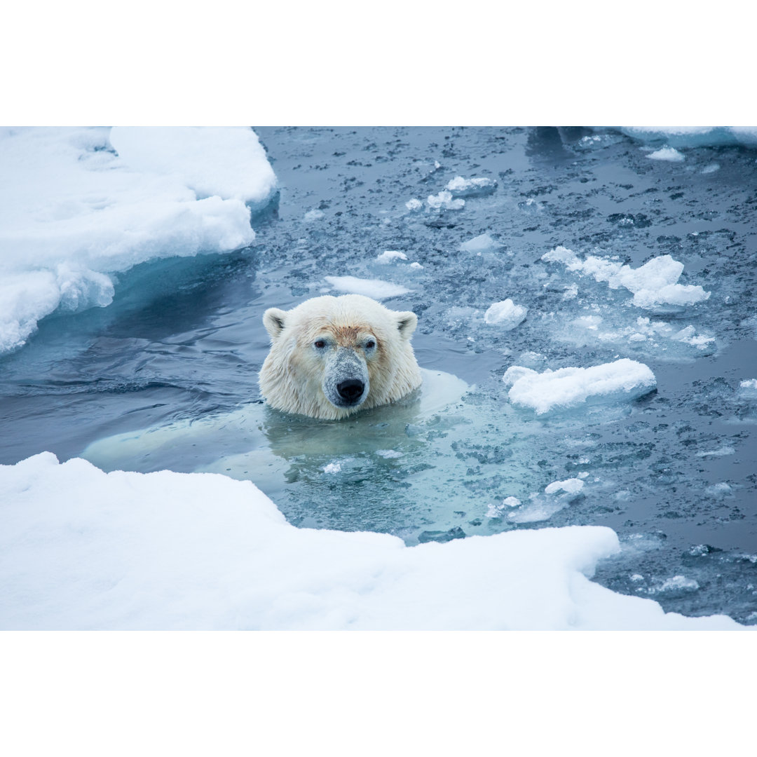 Eisbär schwimmend - Leinwandbild