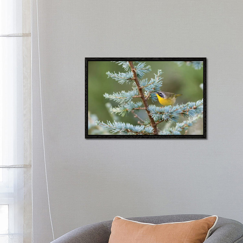 Male common yellowthroat (Geothlypis Trichas) in Blue Atlas Cedar. Marion County, Illinois. 1 Piece Wall Art on Canvas