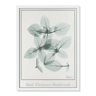 Jeanette "Basil Ocimum Basilicum" Painting