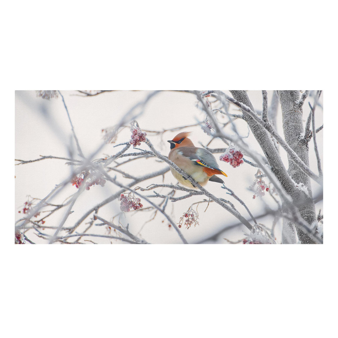 Leinwandbild Waxwing in a Tree