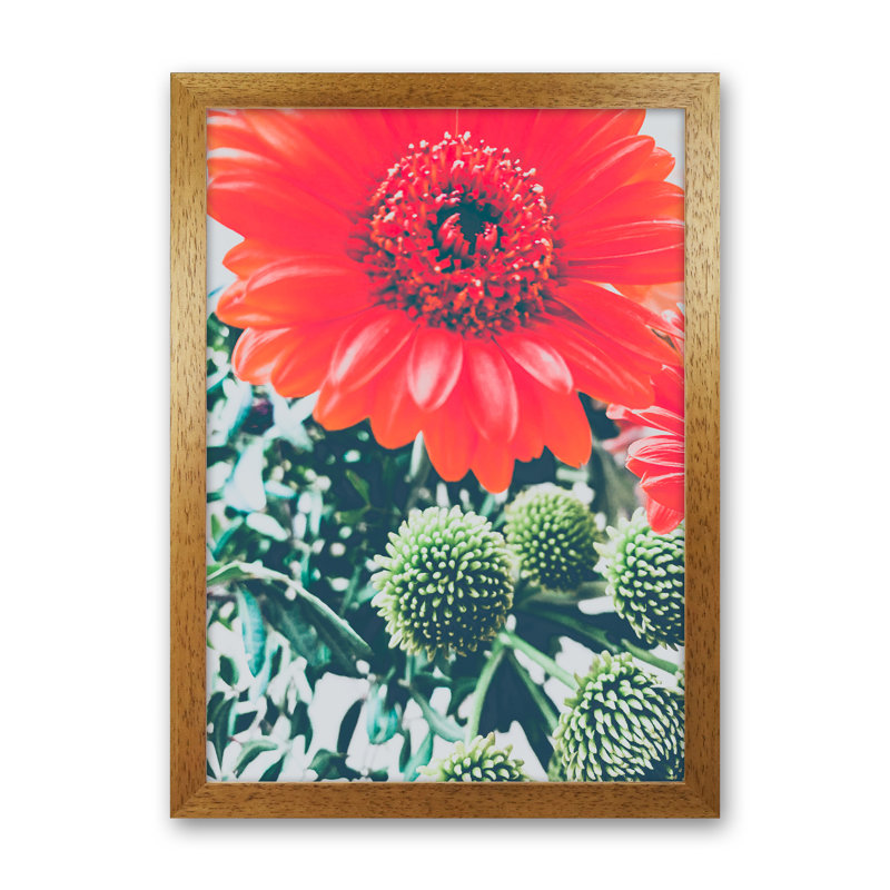 Gerbera - Print, Oak Framed, 30cm H x 21cm W x 3cm D