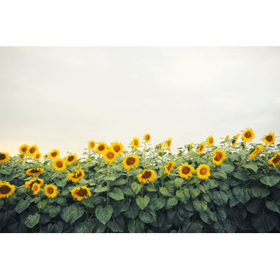 Yellow Sunflowers - Wrapped Canvas Print