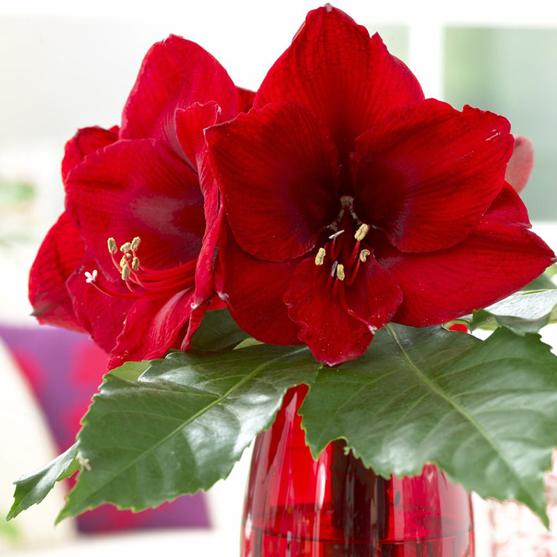 Amaryllis Lion Bulb