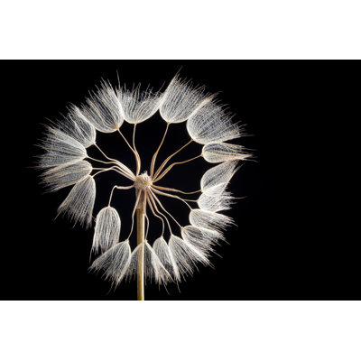 Dandelion by Ihsanyildizli