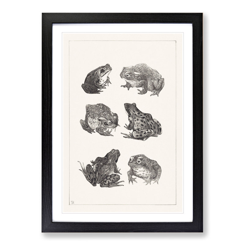 Frogs and Toads by Theo Van Hoytema - Picture Frame Painting, Black Framed, 36cm H x 27cm W x 2cm D