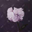 Magnifique toile mauve à motif floral romantique-119863837