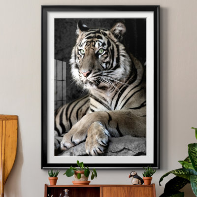 " Sumatran Tiger "