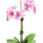 Rosalyn Realtouch Orchid in Cement Vase-1418423829