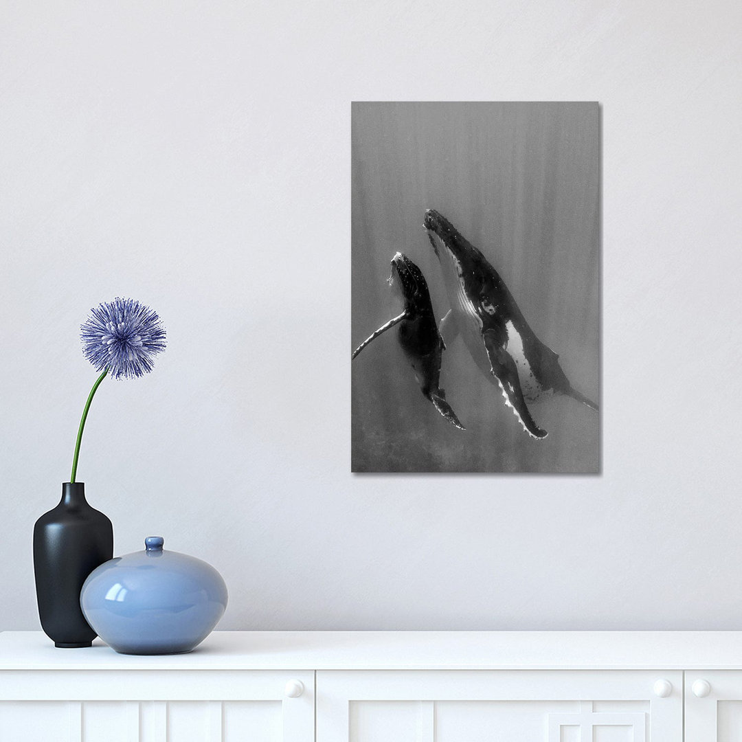 Pacific Islands, Tonga. Mother And Calf, Humpback Whales by Judith Zimmerman - Wrapped Canvas Painting