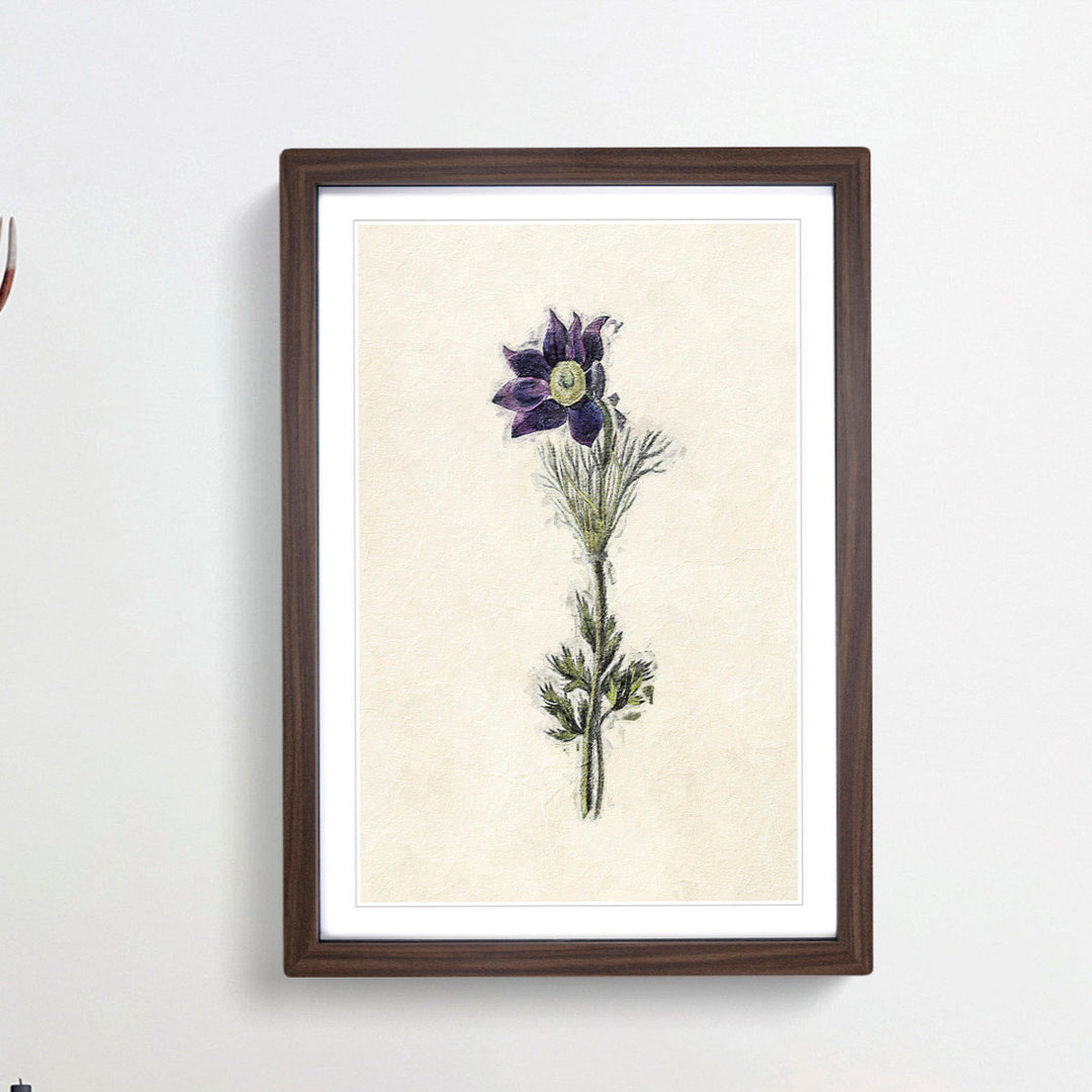 Illustration of a Purple Pasqueflower - Picture Frame Painting Print