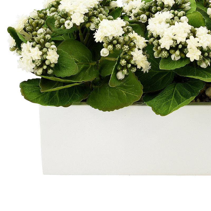 Kalanchoe Arrangement in Fiberstone Planter, 9.5" H x 18" W x 9.5" D, White