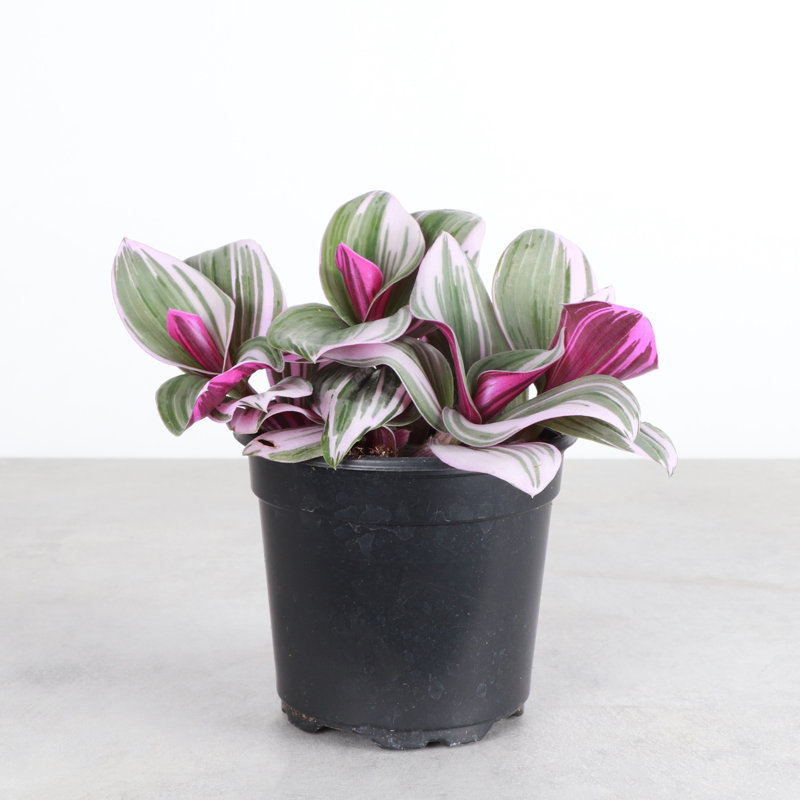 Live Tradescantia Nanouk Plant, Nursery Pot