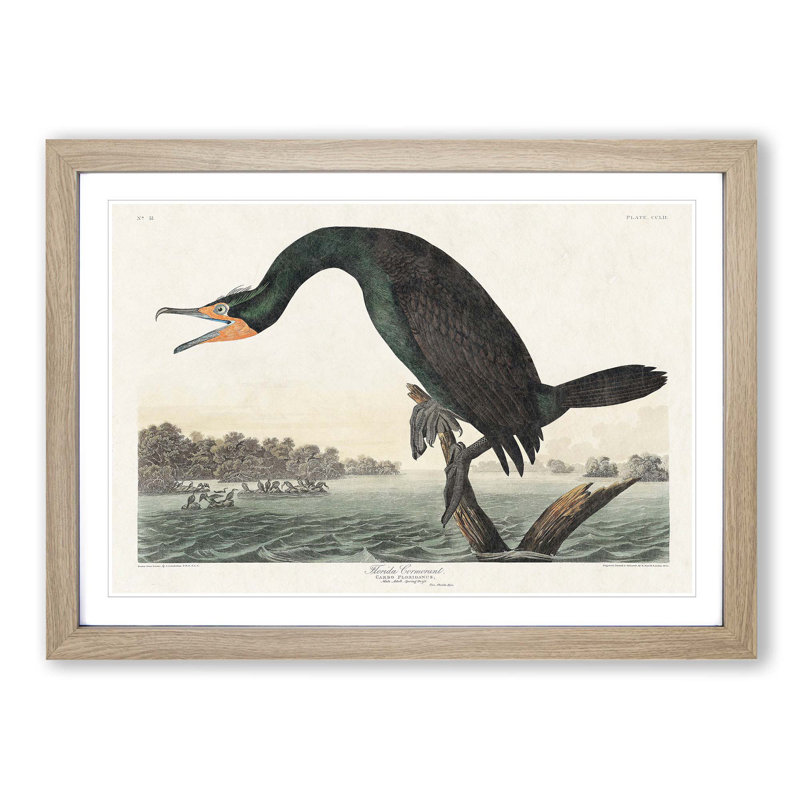Florida Cormorant Bird by John Audubon - Picture Frame Painting Print on MDF, 36cm H x 48cm W x 2cm D, Oak Framed
