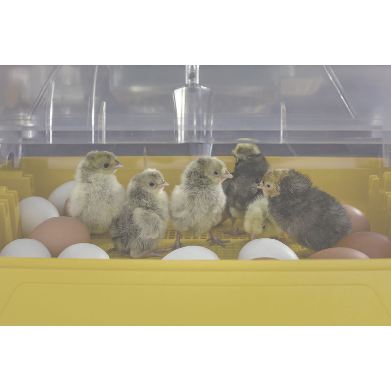 Ovation 56 Yellow and Clear Digital Egg Incubator