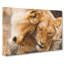 Cuddling Lions - Wrapped Canvas-61849329