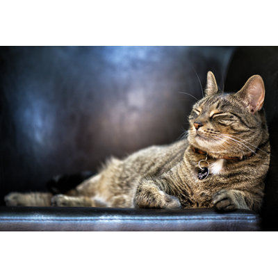 Tabby Cat - Wrapped Canvas Print