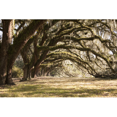 " Old Oak Trees "