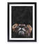 Lion Looking Upwards - Framed Print-56853256-56853258