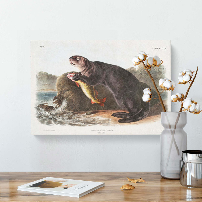 Sea Otter by J.W. Audubon - Wrapped Canvas, 35cm H x 50cm W x 3cm D