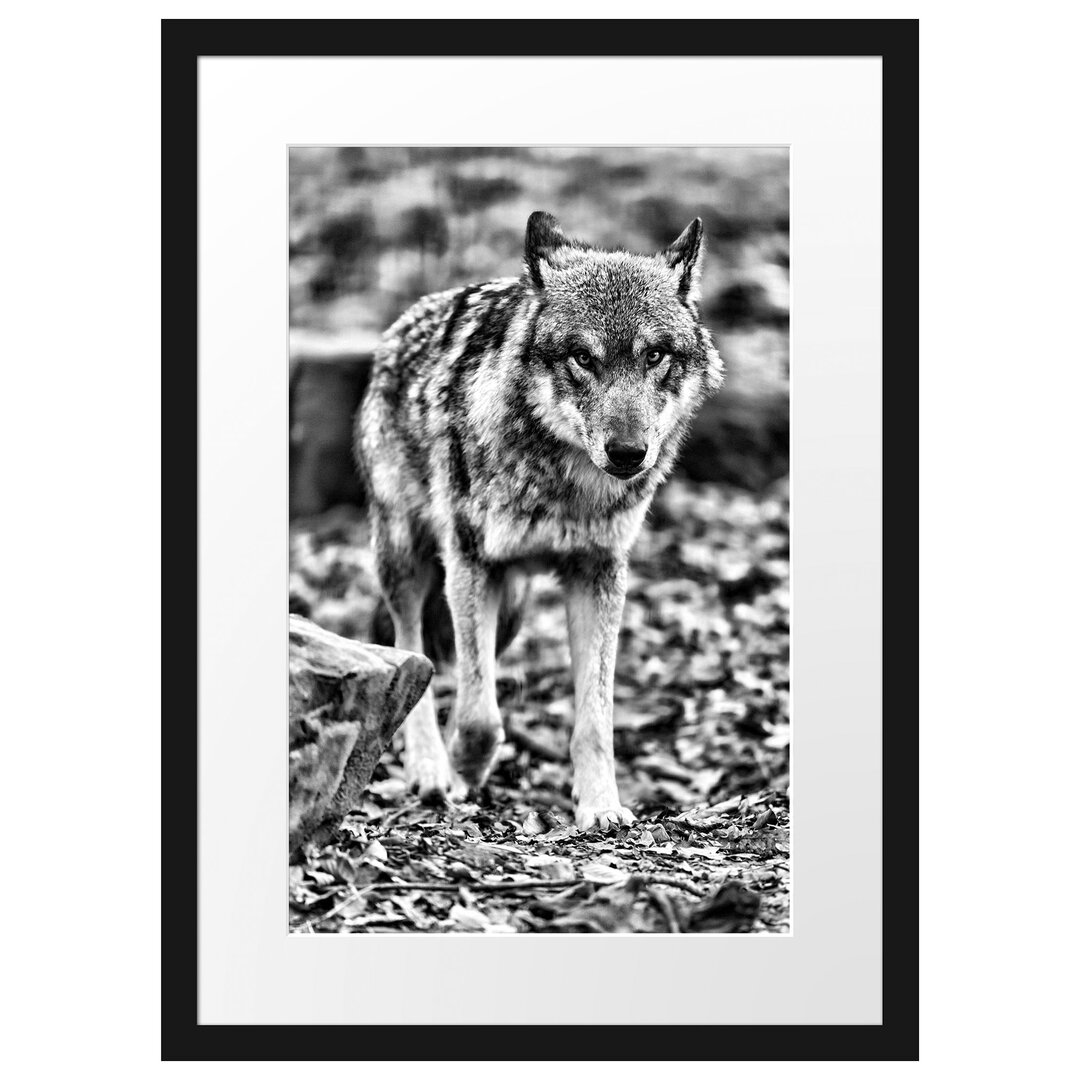 Gerahmtes Poster Wolf im Laubwald