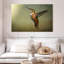 Colibri roux Brampt femelle-108822366