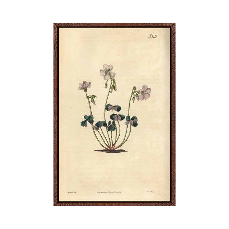 Purple-Coloured Wood-Sorrel, Oxalis Violacea. by Florilegius - Gallery-Wrapped Canvas Giclée on Canvas, Classic Wood
