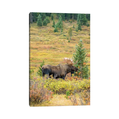 USA, Colorado, Cameron Pass. Bull Moose With Antlers. by Jaynes Gallery - Wrapped Canvas Gallery-Wrapped Canvas Giclée