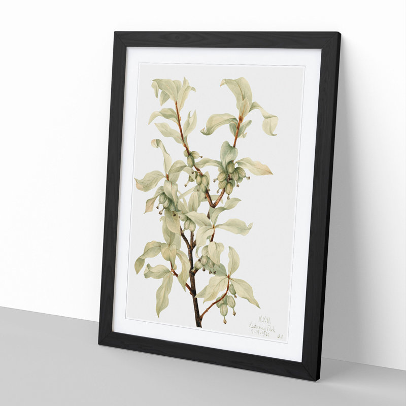 Silverberry by Mary Vaux Walcott - Framed Print, Black Framed, 65cm H x 48cm W x 2cm D