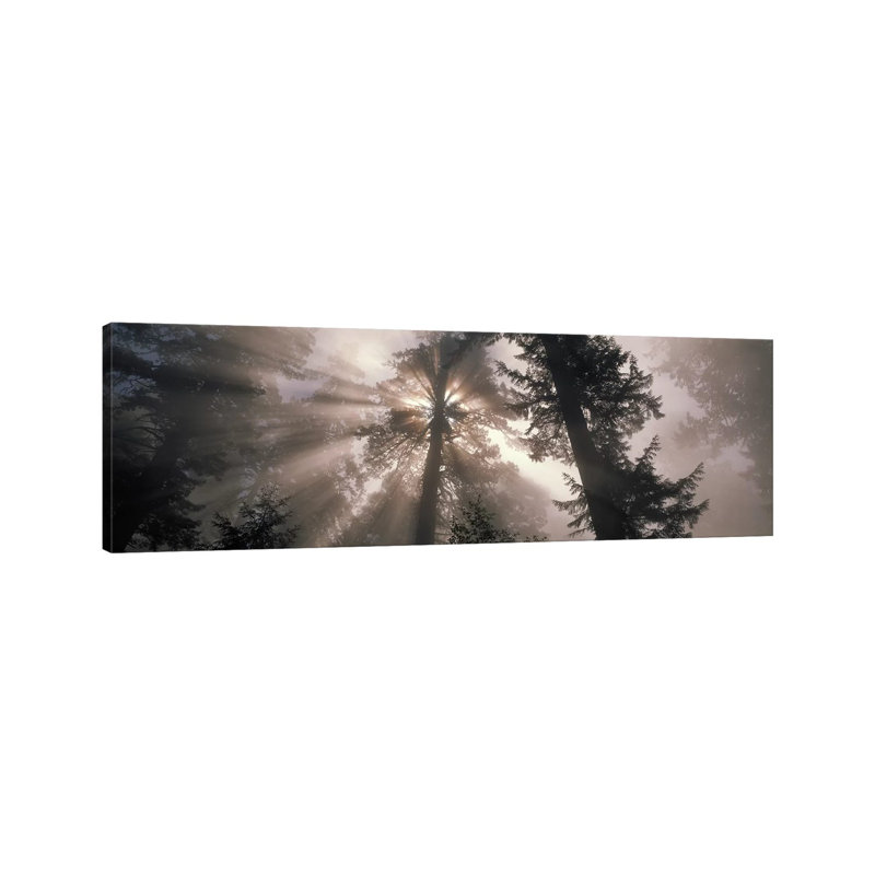 Trees Redwood National Park, California, USA - Wrapped Canvas Panoramic Print, 182.88 cm H x 60.96 cm W
