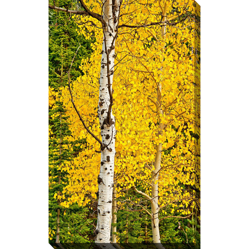 «Sunny Blooms», reproduction de photo, H 30 po x l 18 po x P 1 po, Toile tendue