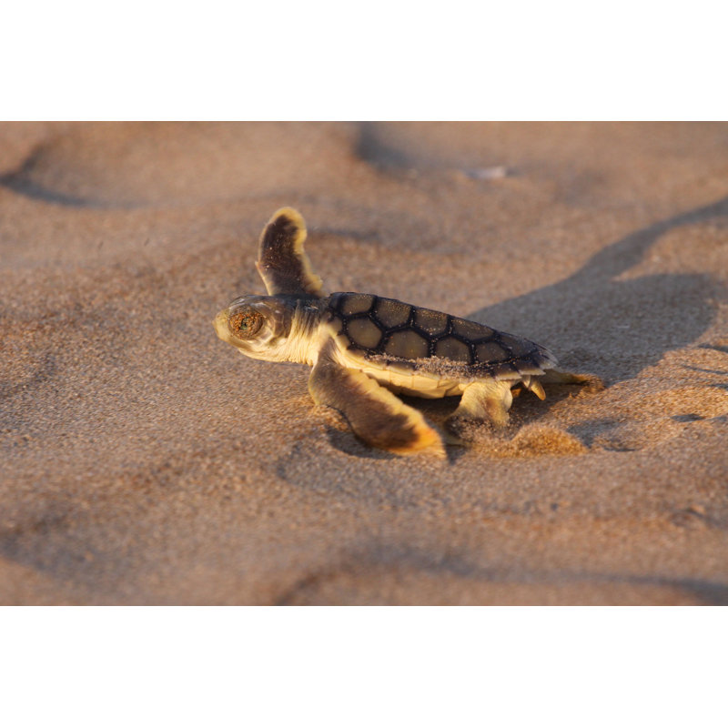 Tortue de mer - Illustration sans cadre sur toile, H 24 po x l 36 po