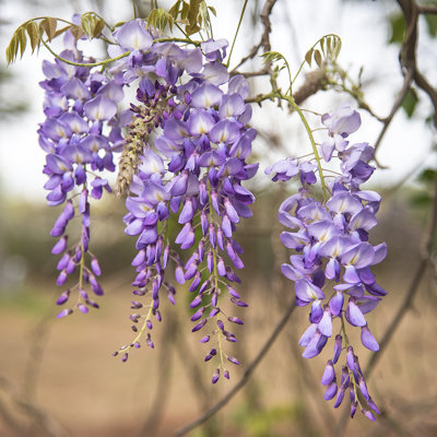 " Purple Wisteria Blossoms "