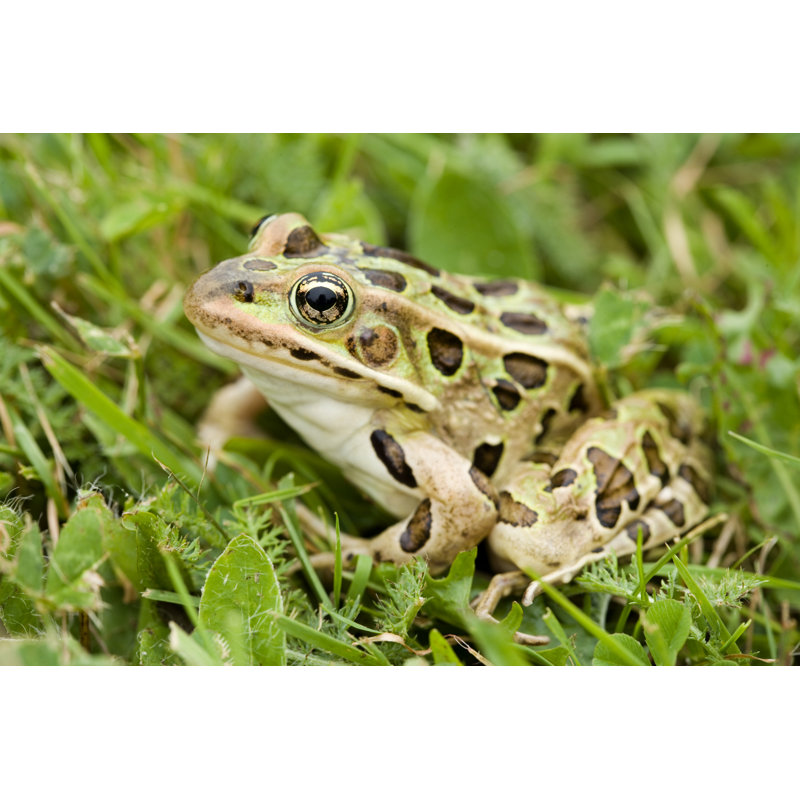 Leopard Frog par Creativeimagery - photographie sur toile tendue, H 32 po x l 48 po