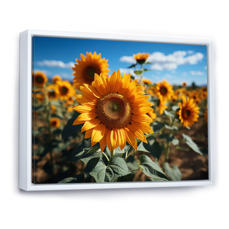 Tournesols jaune champ vibrant II, H 34 po x l 44 po x P 1,5 po, Cadre flottant blanc